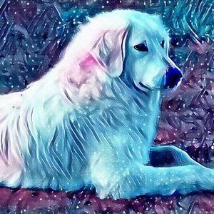 Meet your Posher, Ann